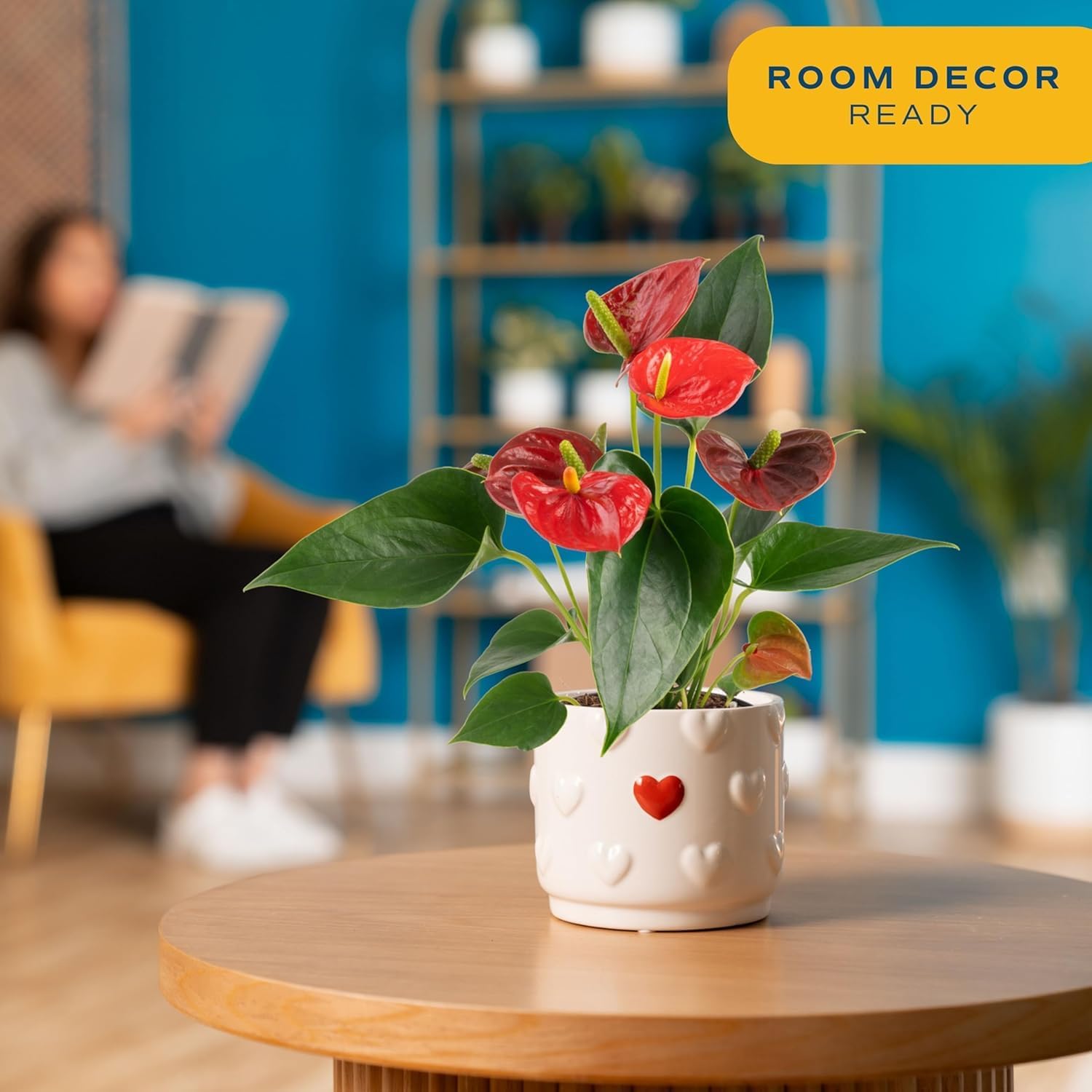 Costa Farms Anthurium, Live Indoor Plant, Easy Care, Home Decor | Waxy long-lasting blooms in bright indirect light. Enjoy red flowers indoors. Great indoor houseplant. About 10-14 in tall.