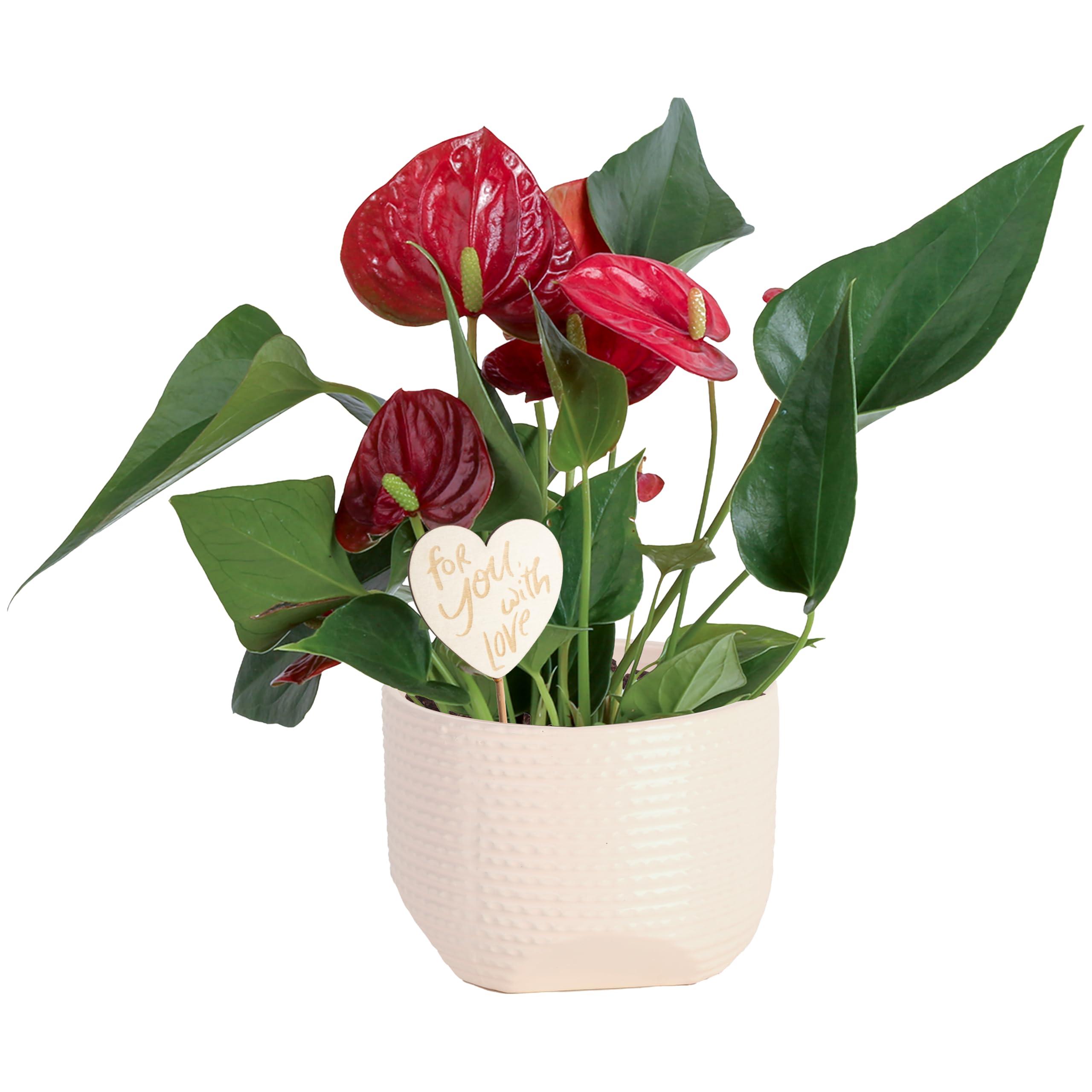 Costa Farms Anthurium, Live Indoor Plant, Easy Care, Home Decor | Waxy long-lasting blooms in bright indirect light. Enjoy red flowers indoors. Great indoor houseplant. About 10-14 in tall.