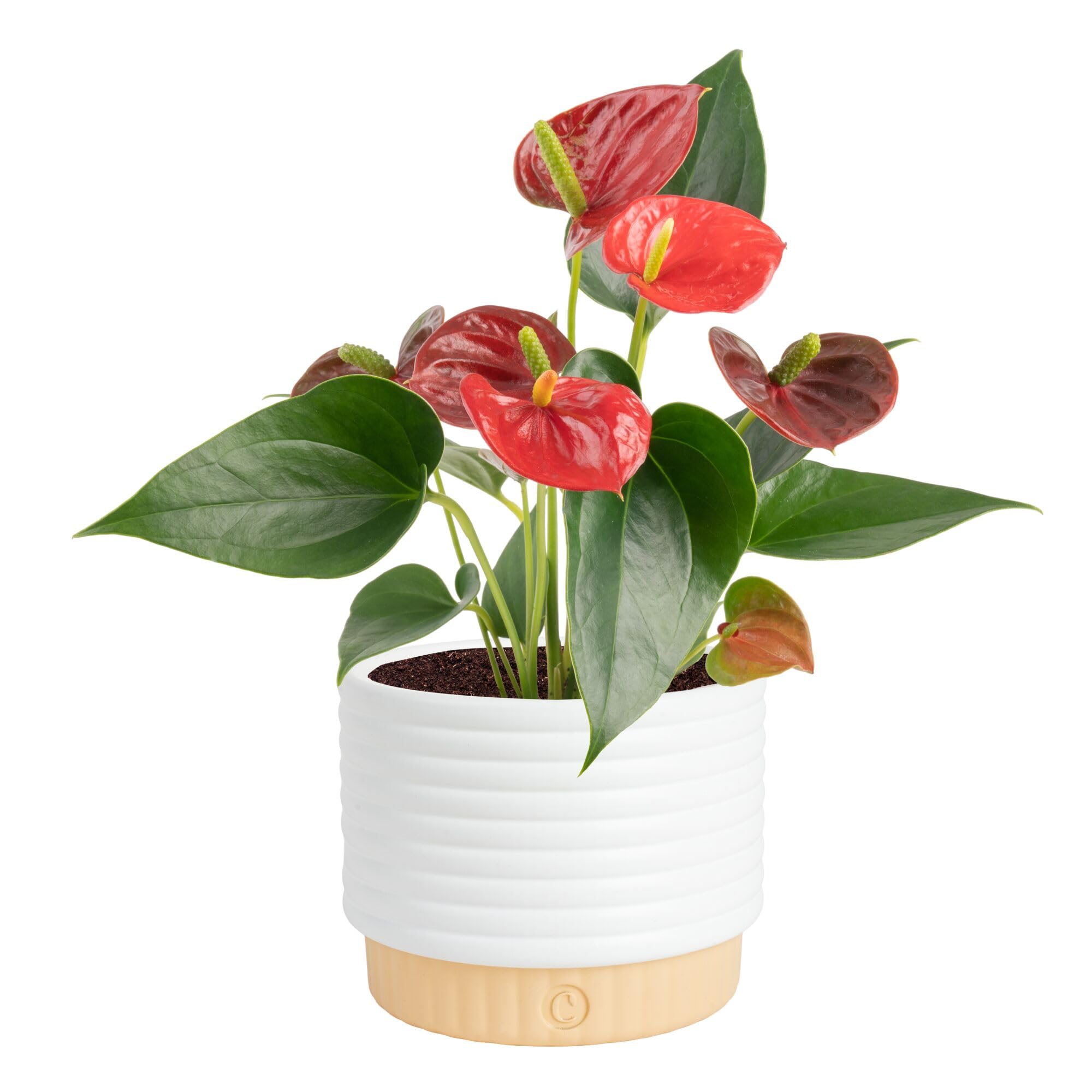 Costa Farms Anthurium, Live Indoor Plant, Easy Care, Home Decor | Waxy long-lasting blooms in bright indirect light. Enjoy red flowers indoors. Great indoor houseplant. About 10-14 in tall.