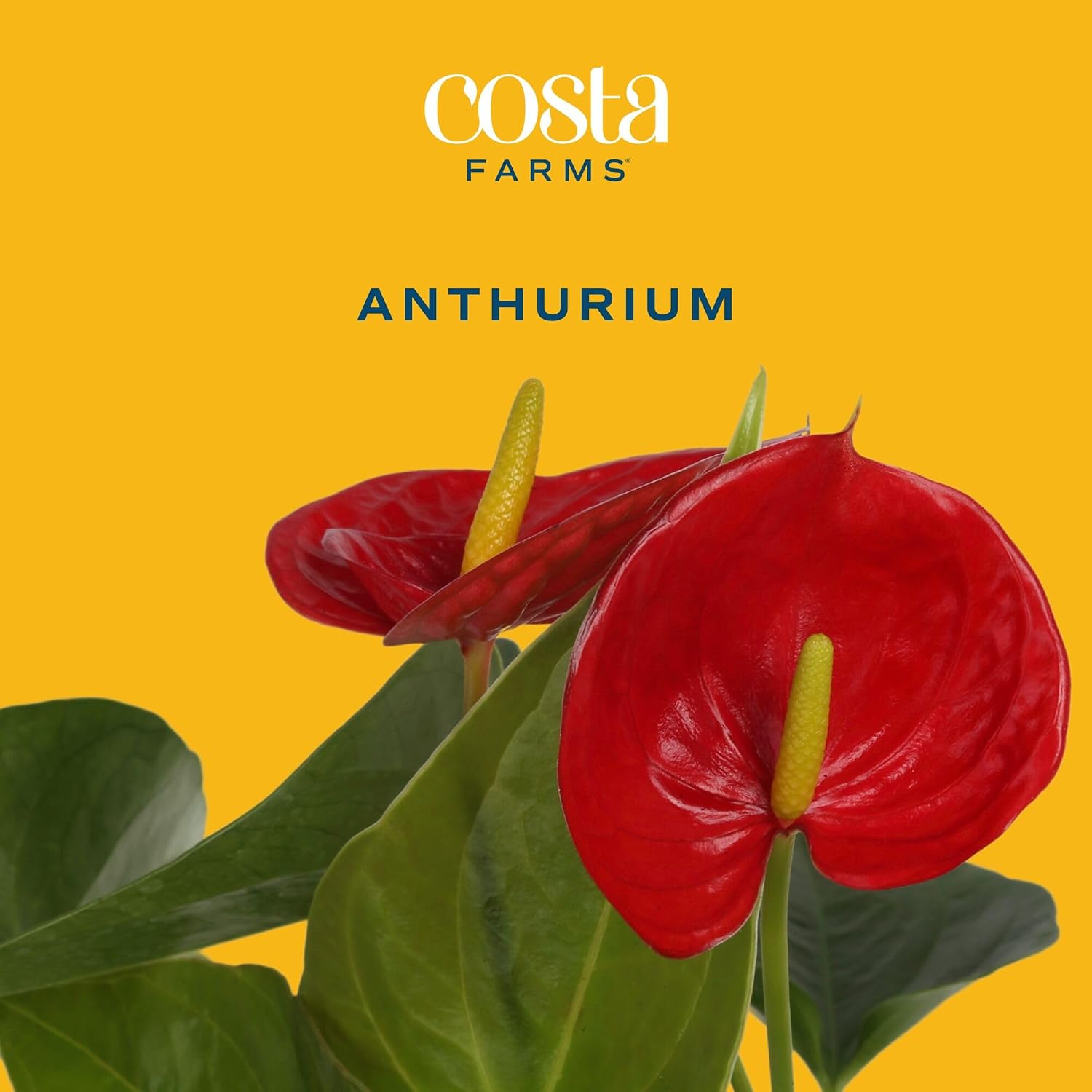 Costa Farms Anthurium, Live Indoor Plant, Easy Care, Home Decor | Waxy long-lasting blooms in bright indirect light. Enjoy red flowers indoors. Great indoor houseplant. About 10-14 in tall.