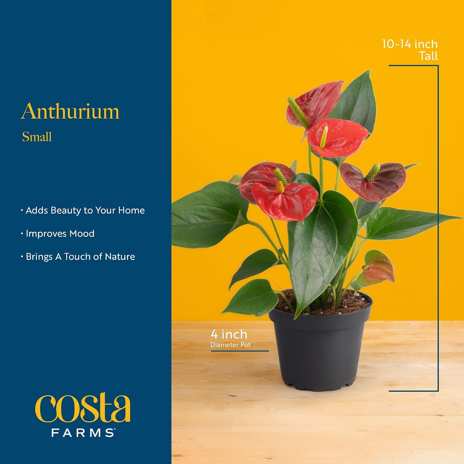 Costa Farms Anthurium, Live Indoor Plant, Easy Care, Home Decor | Waxy long-lasting blooms in bright indirect light. Enjoy red flowers indoors. Great indoor houseplant. About 10-14 in tall.