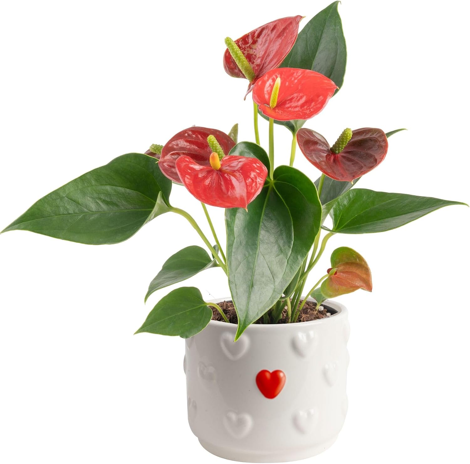 Costa Farms Anthurium, Live Indoor Plant, Easy Care, Home Decor | Waxy long-lasting blooms in bright indirect light. Enjoy red flowers indoors. Great indoor houseplant. About 10-14 in tall.