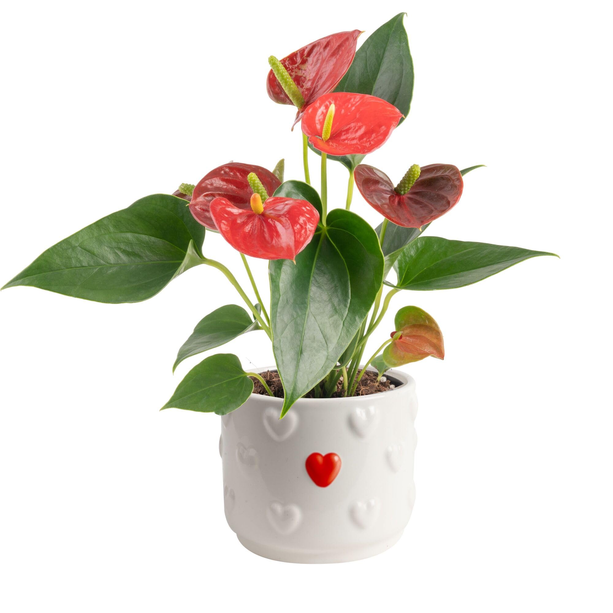 Costa Farms Anthurium, Live Indoor Plant, Easy Care, Home Decor | Waxy long-lasting blooms in bright indirect light. Enjoy red flowers indoors. Great indoor houseplant. About 10-14 in tall.