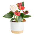 Costa Farms Anthurium, Live Indoor Plant, Easy Care, Home Decor | Waxy long-lasting blooms in bright indirect light. Enjoy red flowers indoors. Great indoor houseplant. About 10-14 in tall.