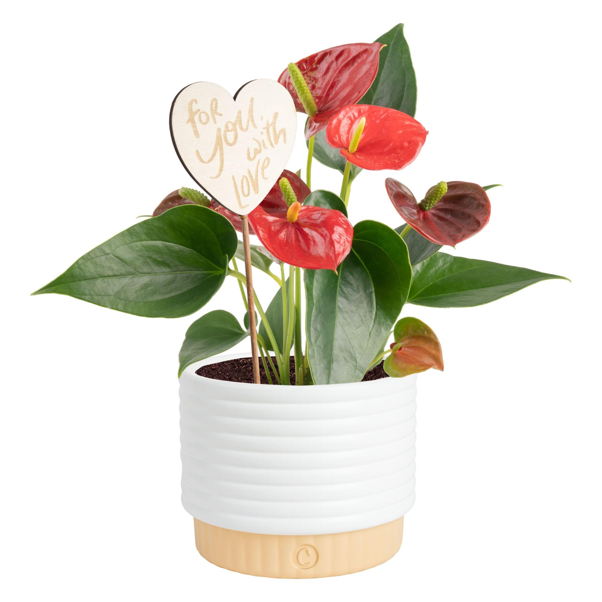 Costa Farms Anthurium, Live Indoor Plant, Easy Care, Home Decor | Waxy long-lasting blooms in bright indirect light. Enjoy red flowers indoors. Great indoor houseplant. About 10-14 in tall.