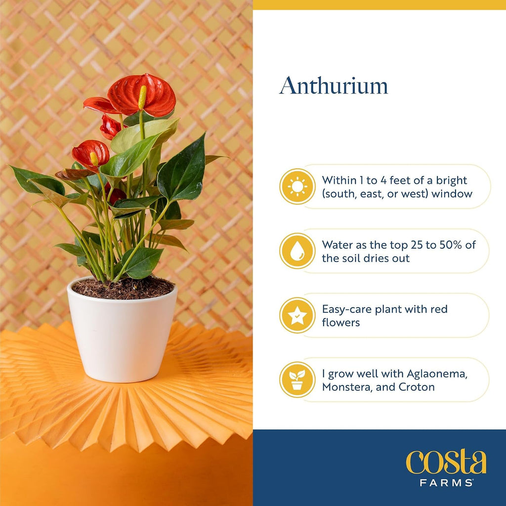 Costa Farms Anthurium, Live Indoor Plant, Easy Care, Home Decor | Waxy long-lasting blooms in bright indirect light. Enjoy red flowers indoors. Great indoor houseplant. About 10-14 in tall.